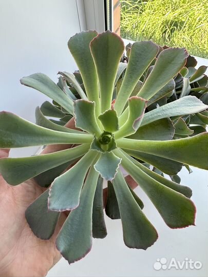 Суккулент Эхеверия Шавиана Пинк Фриллс