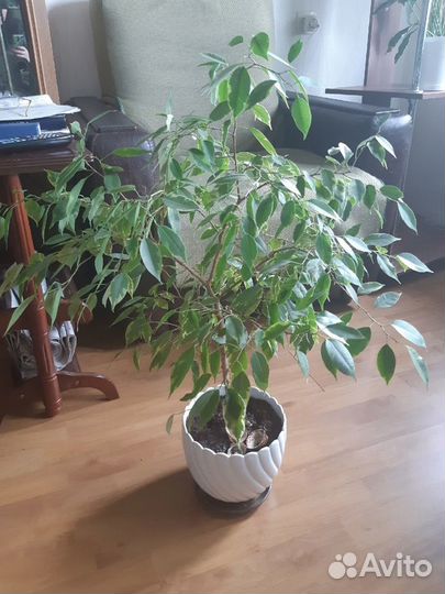 Продаются цветы