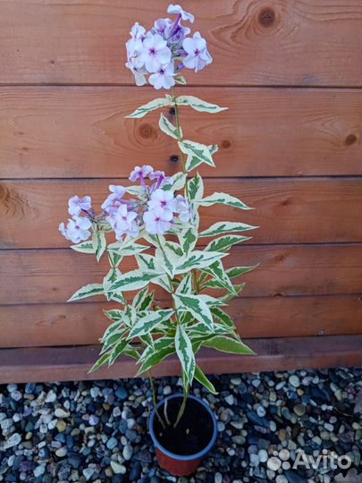 Флокс Дарвин Джойс