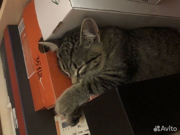 Найден котенок