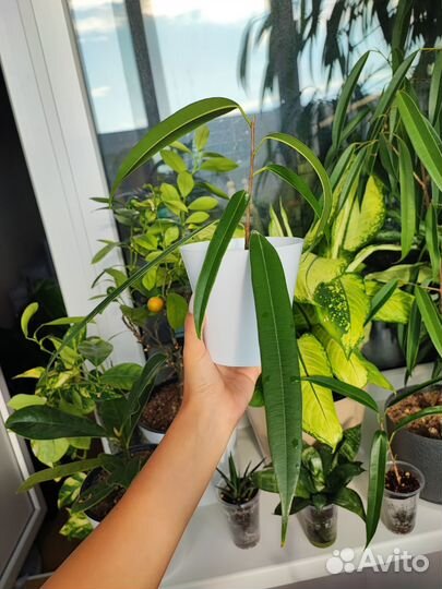 Фикус Али (иволистный)