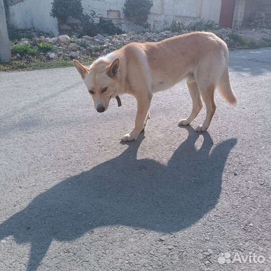 Собака размером с овчарку