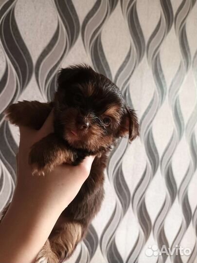 Йоркширский терьер