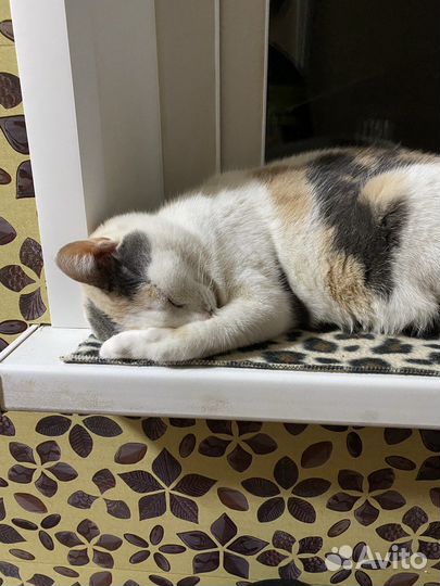 Кошка в добрые руки