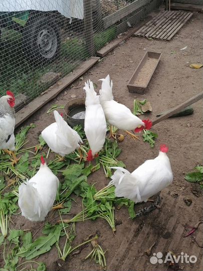 Петух Леггорн