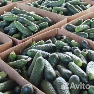 Семена огурцов Герман