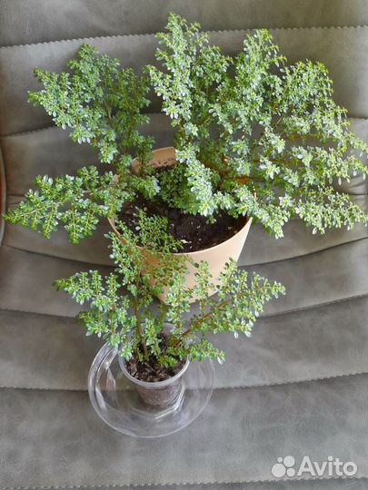 Пилея мелколистная