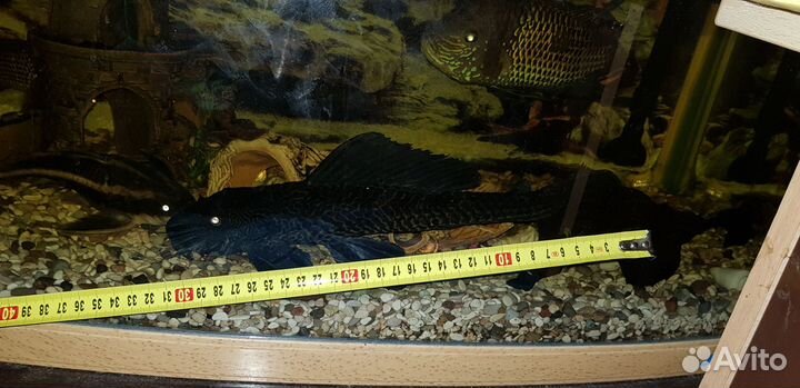 Парчевый сом