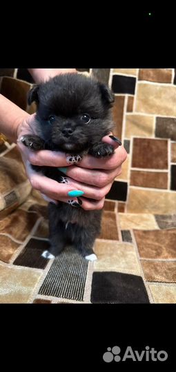 Щенки помчи, 2 мальчика