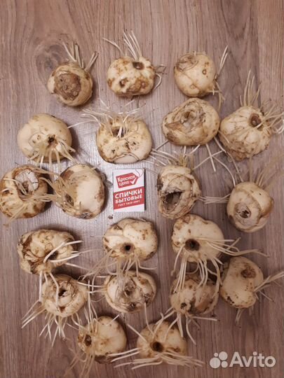 Рябчик императорский