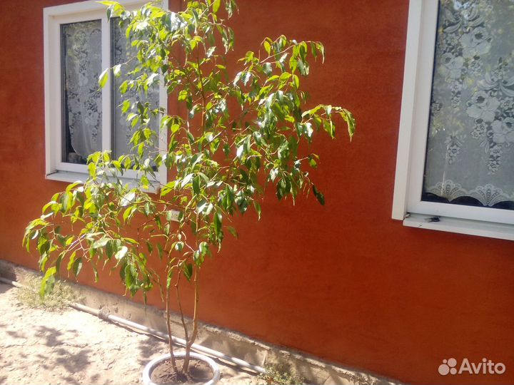 Фикус бенджамина большой