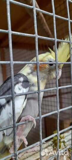 Попугаи от заводчика