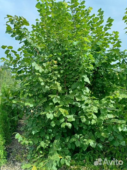 Липа крупнолистная