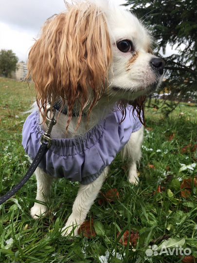 Передержка кошек, собак, грызунов, рептилий