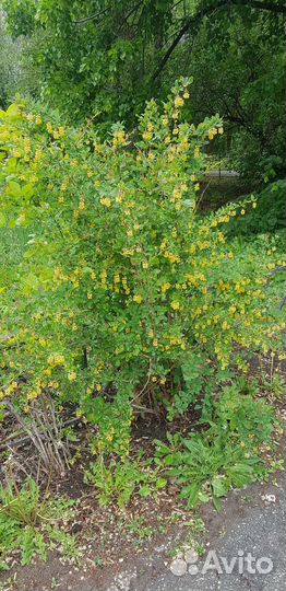 Барбарис обыкновенный