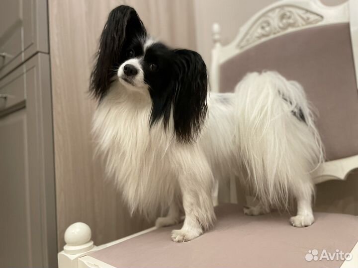 Папийон вязка