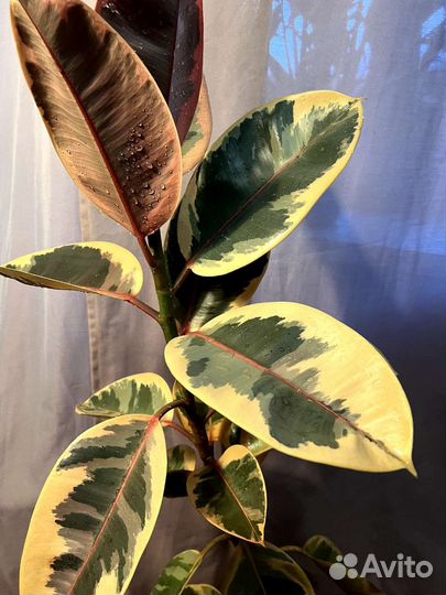 Фикус эластика (каучуконосный)