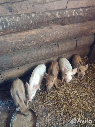 Хрюшки, баран- продажа, обмен