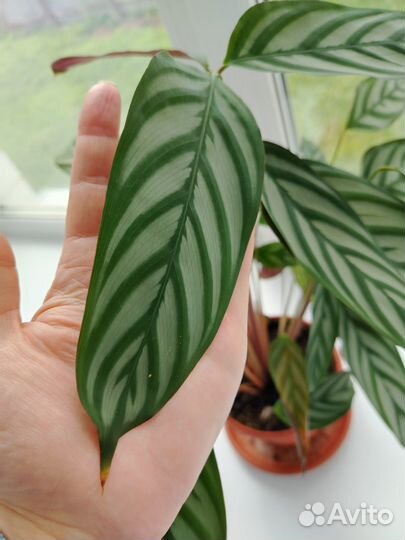 Комнатные цветы