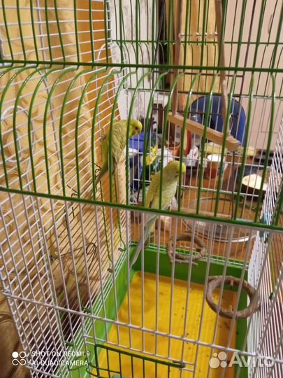 Волнистый попугай с клеткой