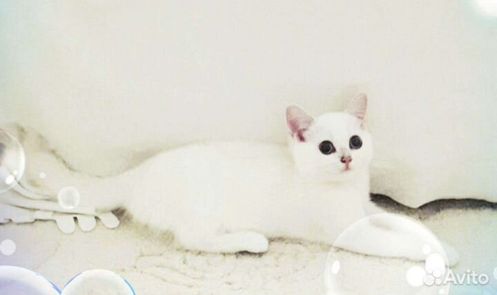 Британская серебристая шиншилла колор-поинт