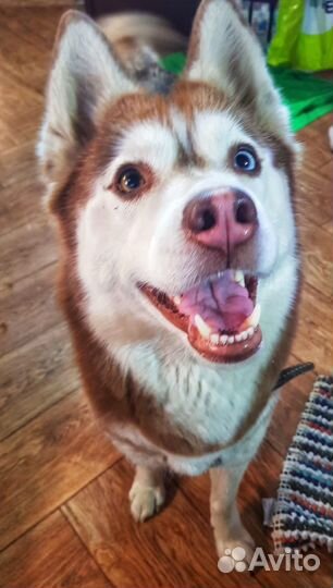 Хаски в добрые руки