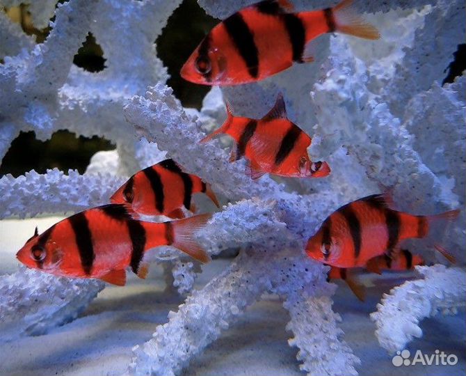 Аквариумные рыбки цихлиды мирные Корм для рыб