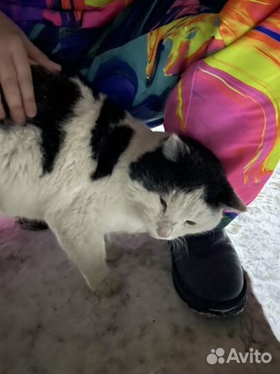 Добрый котик ищет дом