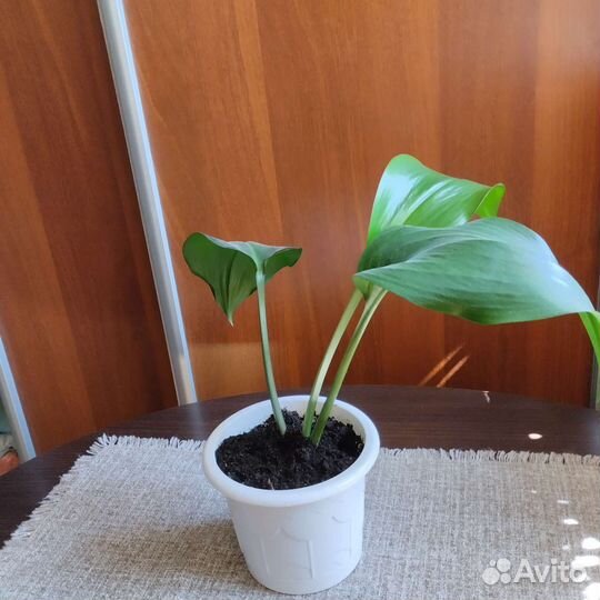 Комнатный цветок