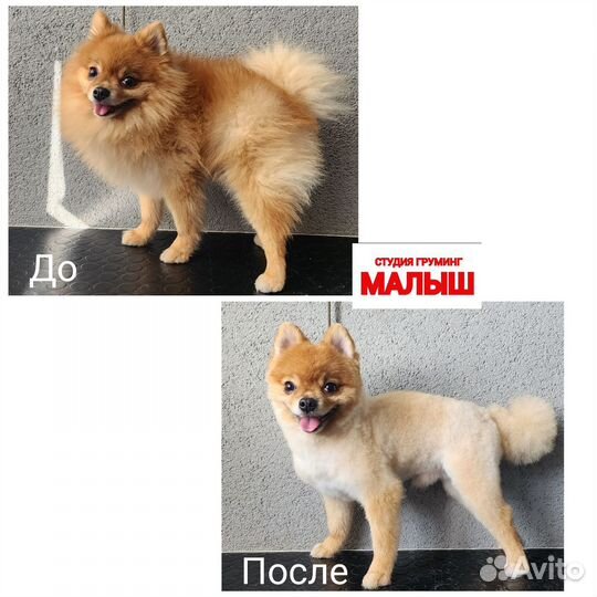 Костюм для собак