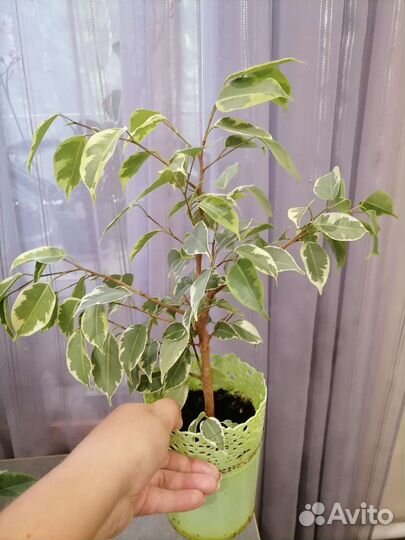 Кротон, фикус пестролистный и др