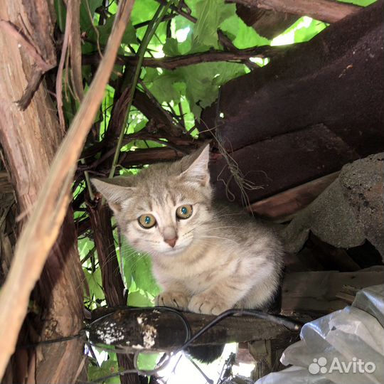 Котята в добрые руки бесплатно
