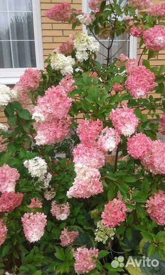 Саженцы декоративных кустарников