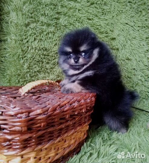 Померанский шпиц медвежьего типа