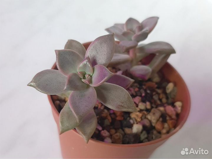 Суккуленты, эхеверия, фаукария, седумы, гастерия