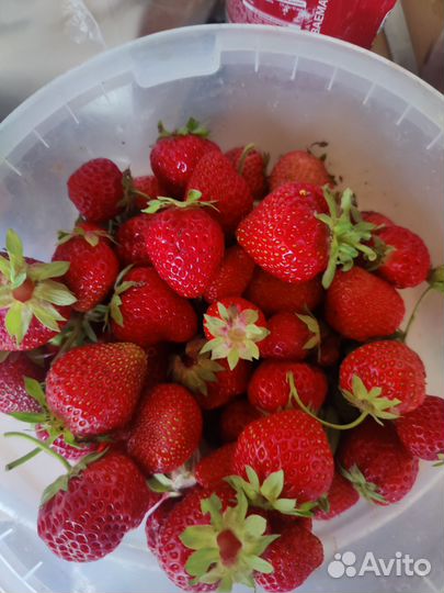 Продам клубнику домашнюю