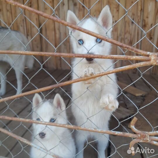 Щенки сибирской хаски