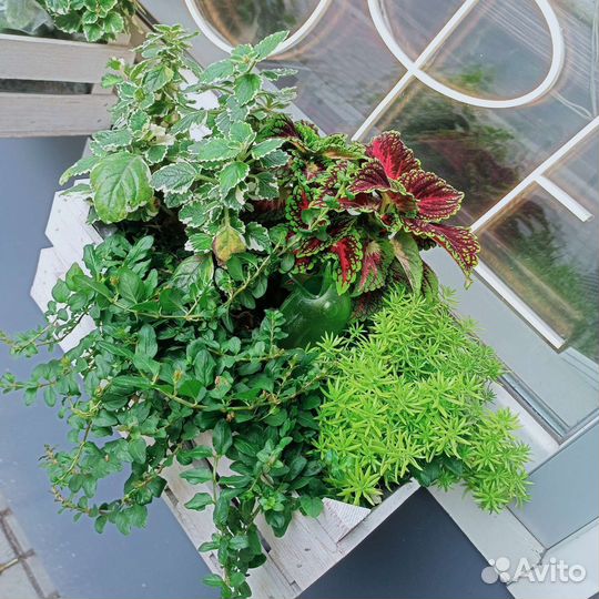 Монетчатый стелющийся вербейник