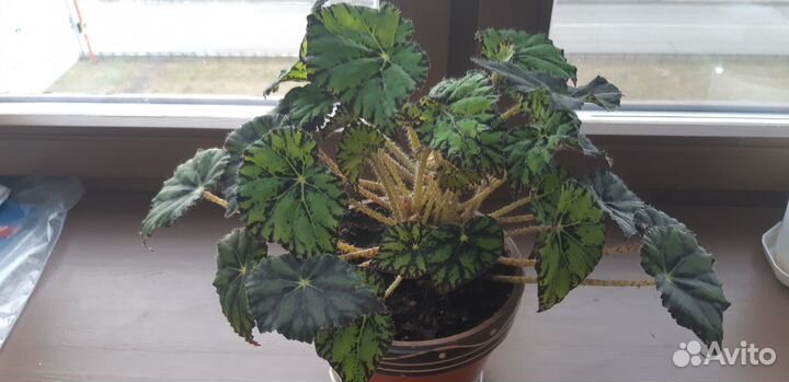 Бегония лиственная