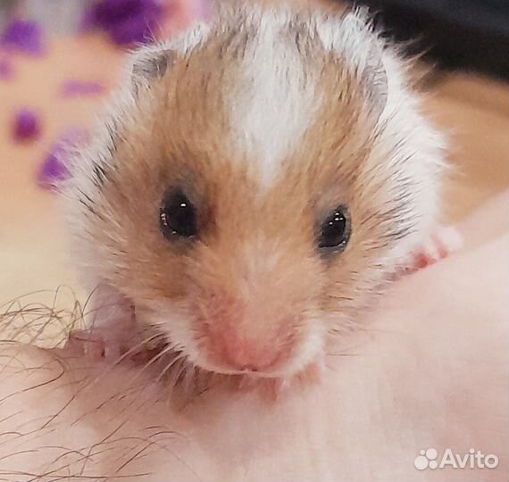 Ирландский хомяк