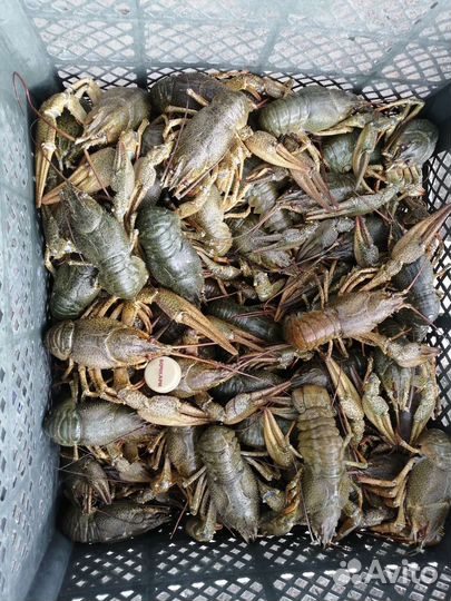 Раки живые 12.08.2023