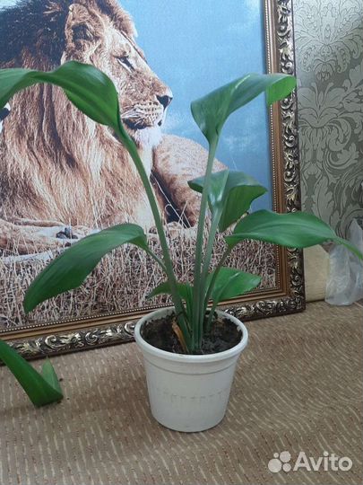 Эухарис амазонская лилия