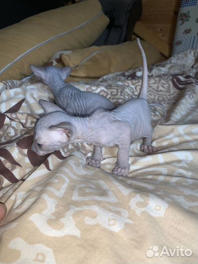 Донской сфинкс котята