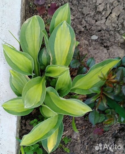 Многолетники