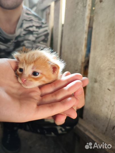 Рыжие котята мальчики в добрые руки
