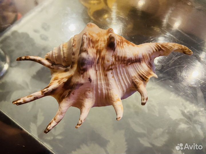 Ракушка океаническая