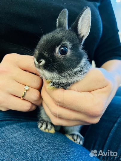 Кролики мини милашки