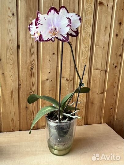Орхидея фаленопсис