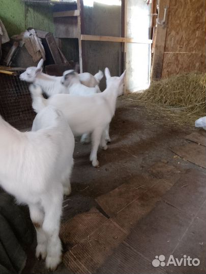 Зааненская коза