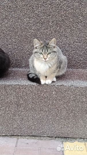 Котята в дар